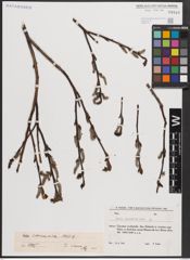 Foto von Salix caucasica Andersson
